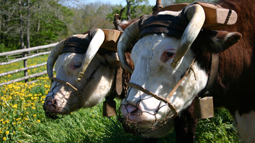 ross-farm-museum-oxen