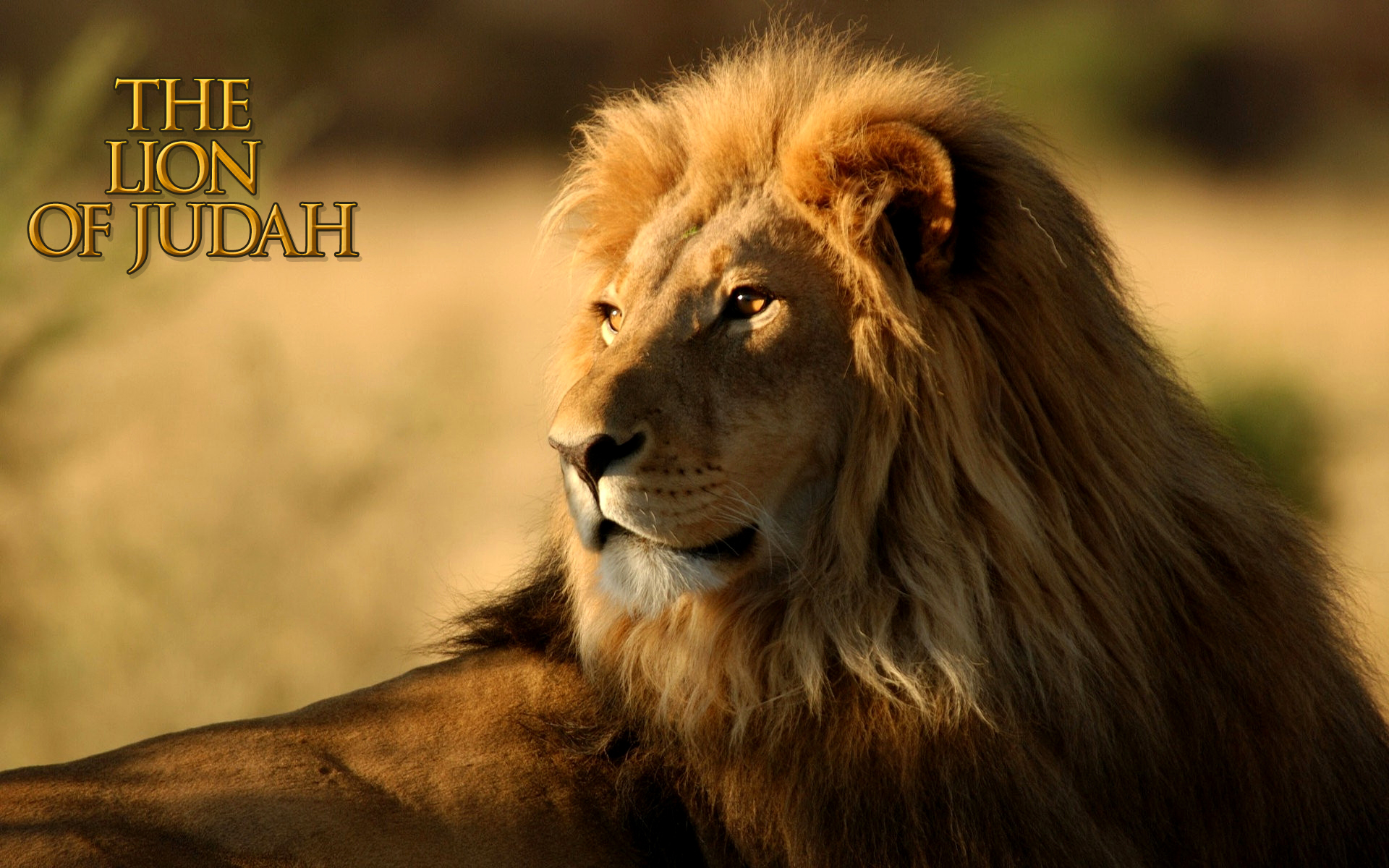 Lion-Of-Judah-HD-Wallpaper