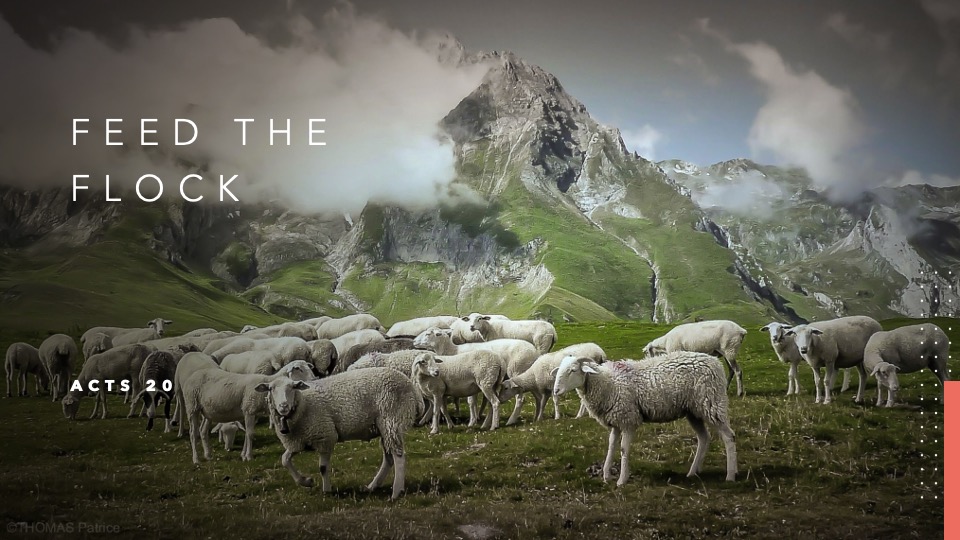 Feed the Flock